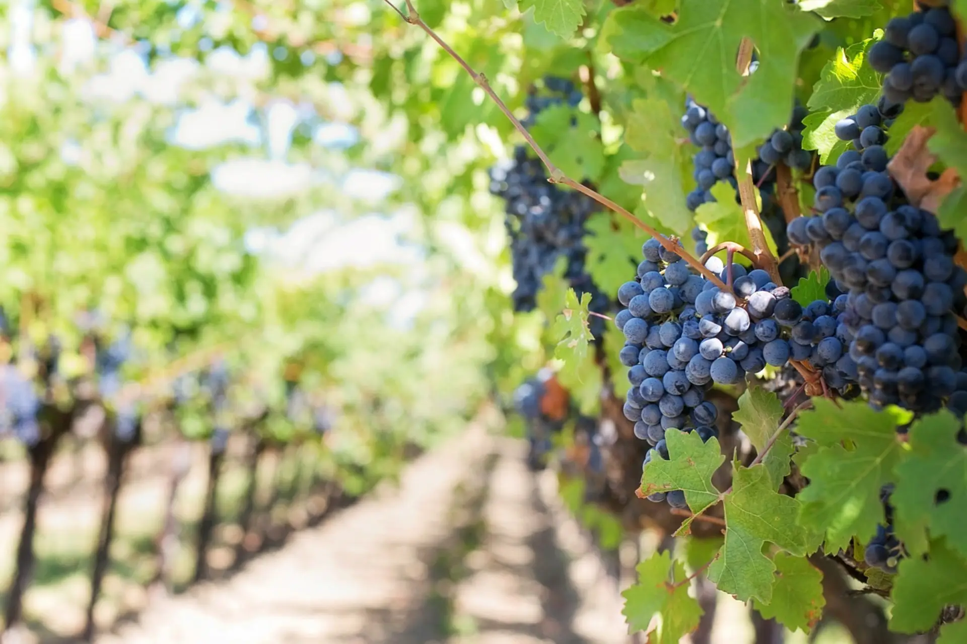 Trakya Bağ Rotası: Bağcılık, Şarap Üretimi ve Görülesi Bağ Evleri