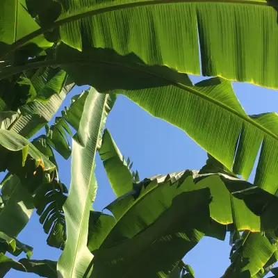 Sun Garden Apart