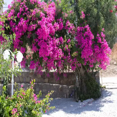 Sun Garden Apart