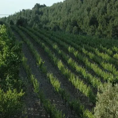 Urla Bağevi