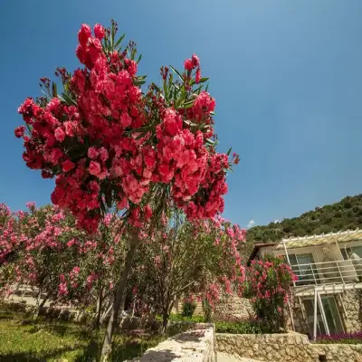 Blanca Beach, Hidayet'in Yeri