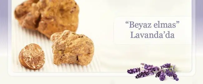 Beyaz Elmas Lavanda da