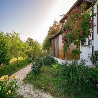 Grape Datça