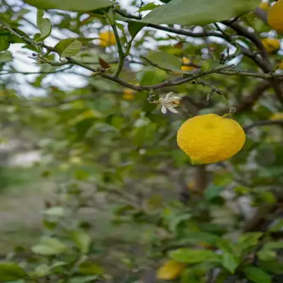 Grape Datça