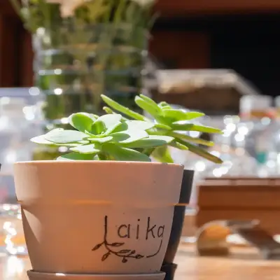 Laika Sığacık