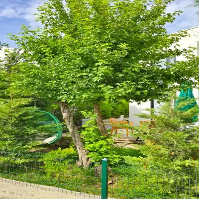 Venüs Otel