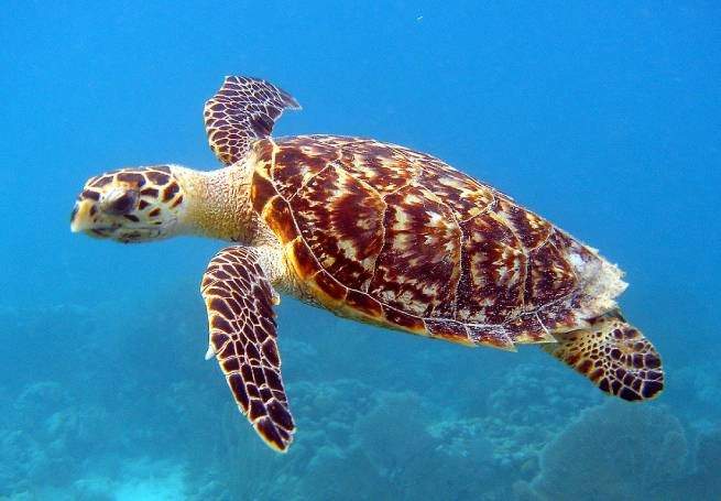 Caretta Caretta Kaplumbağaları,