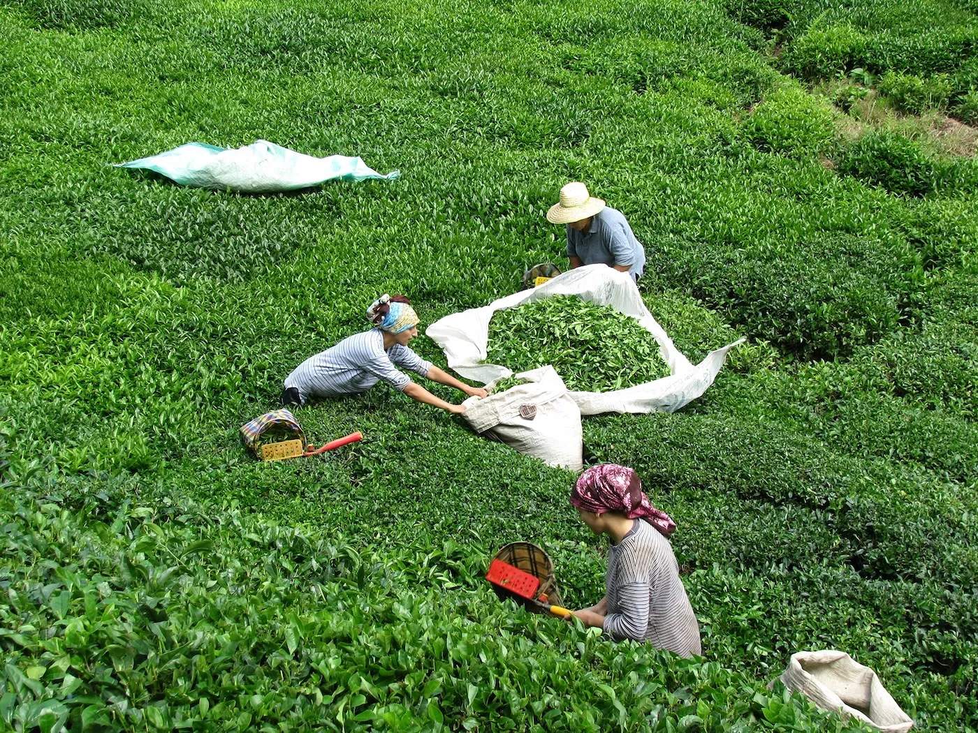Rize Merkezdeki Oteller