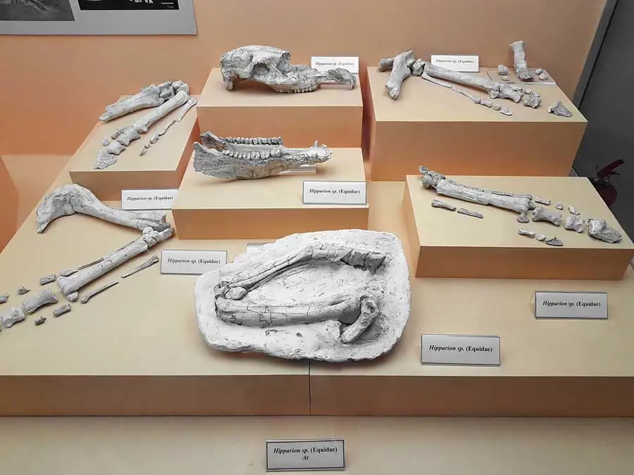 Sivas Arkeoloji ve Etnografya Müzesi