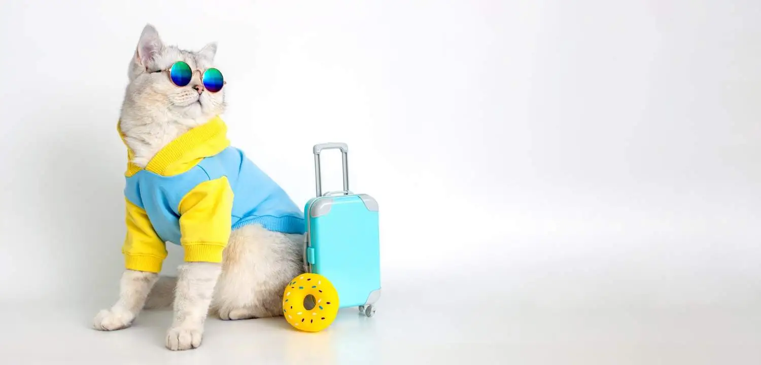 pet-friendly-accommodation