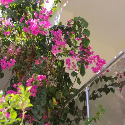 Açelya Hotel