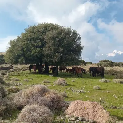 İki Oda Bir Avlu