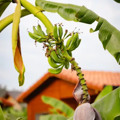 Lemon Garden Lodge