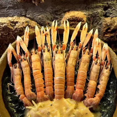Nautilus Söğüt